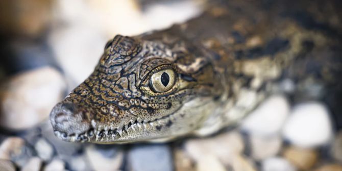 Westafrikanisches Krokodil Jungtier Lausanne