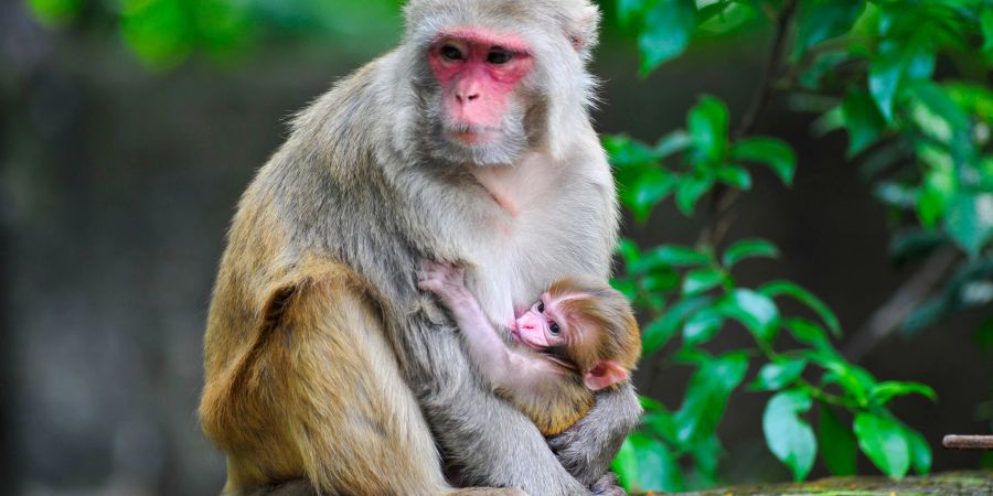 Ein Rhesusaffen-Baby ist im Arm seiner Mutter.