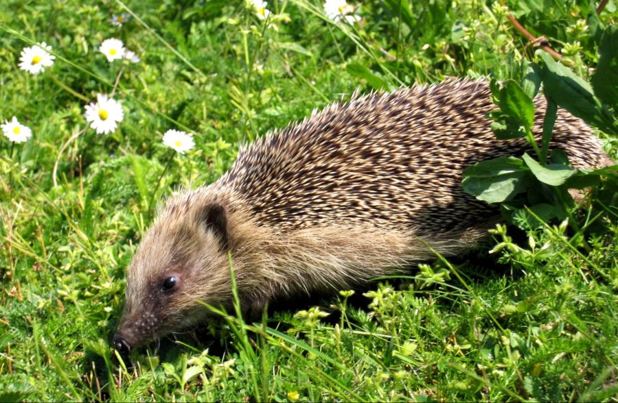 igel