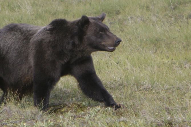Grizzly Kanada