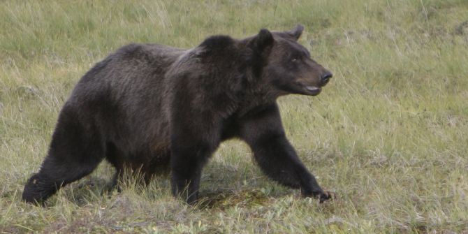 Grizzly Kanada