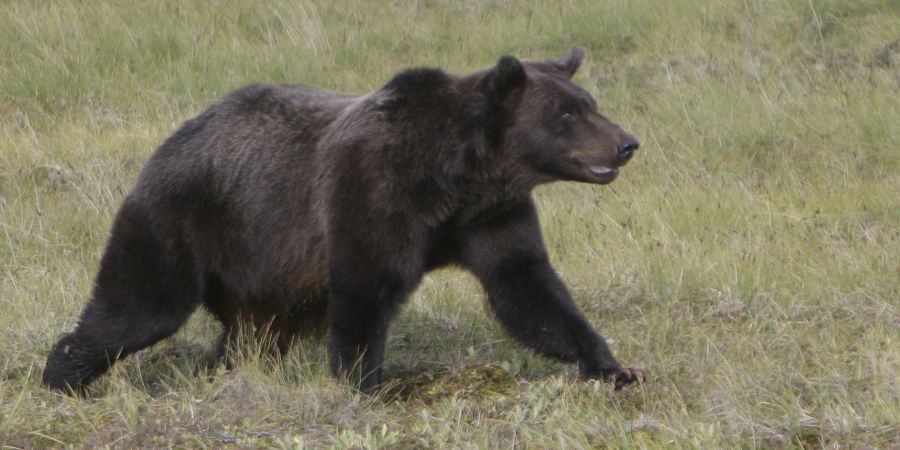 Grizzly Kanada