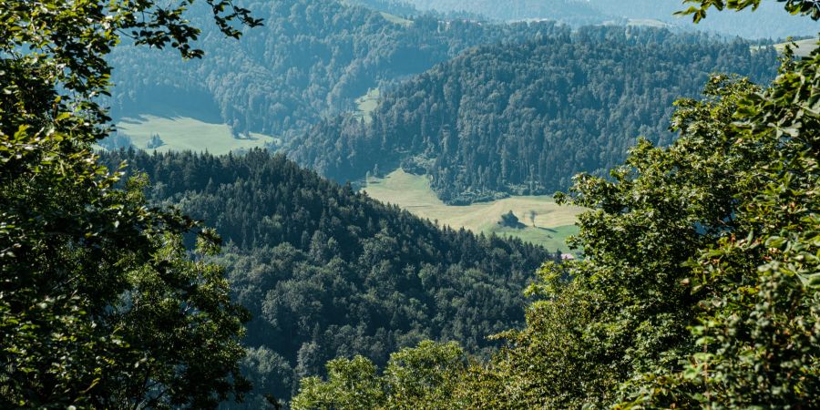 Wald Schweiz Symbolbild