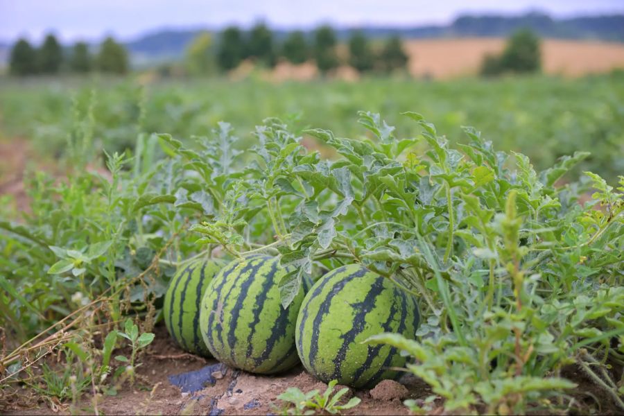 Wassermelonen mögen es heiss. Die aktuelle Hitzeperiode wäre für sie optimal – wenn der Hagel nicht wäre.