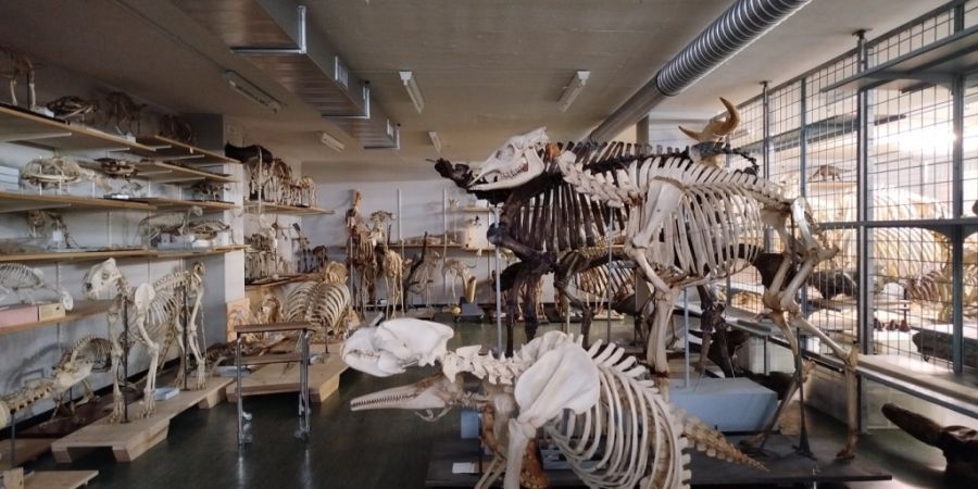 Das Naturhistorische Museum Basel hat seine 12 Millionen Objekte für den Umzug gerüstet. Dazu gehören auch Skelette, die zum Teil besonders fragil sind und eine Asbestsanierung brauc...