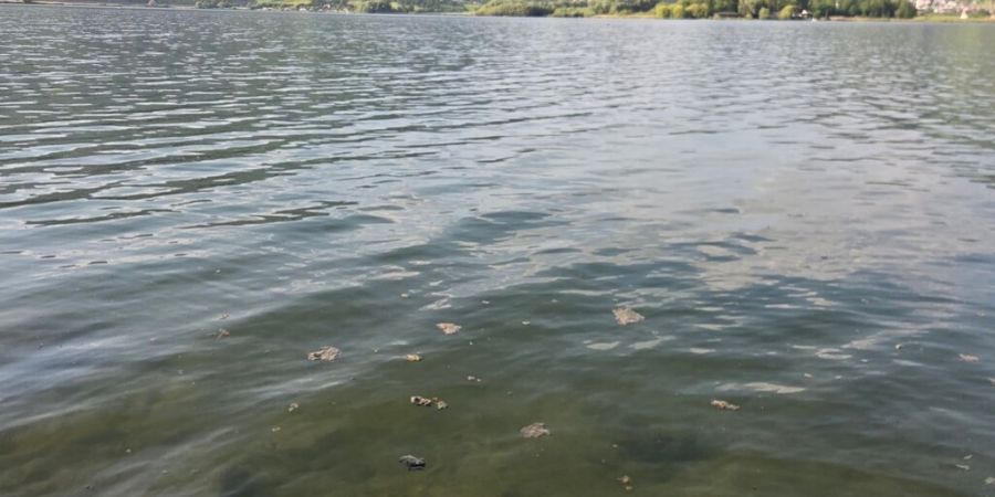 Auf dem Lauerzersee haben sich stellenweise Algenteppiche mit Tychonema gebildet.