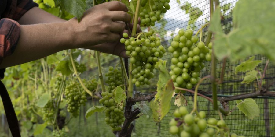 Durch den Temperaturanstieg verlagern sich die für den Weinbau geeigneten Gebiete tendenziell nach Norden und in höhere Lagen. (Archivbild)