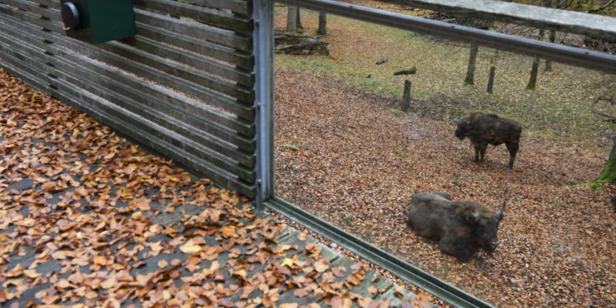 Ein Holzsteg führt im Berner Tierpark über das Gehege der Wisente. (Archivbild)