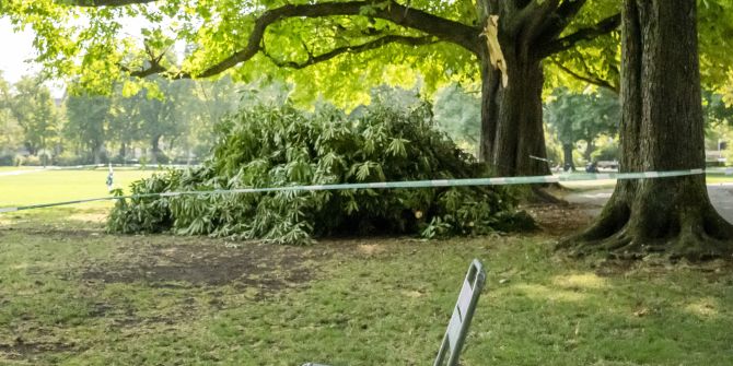 Baum Basel Fällung