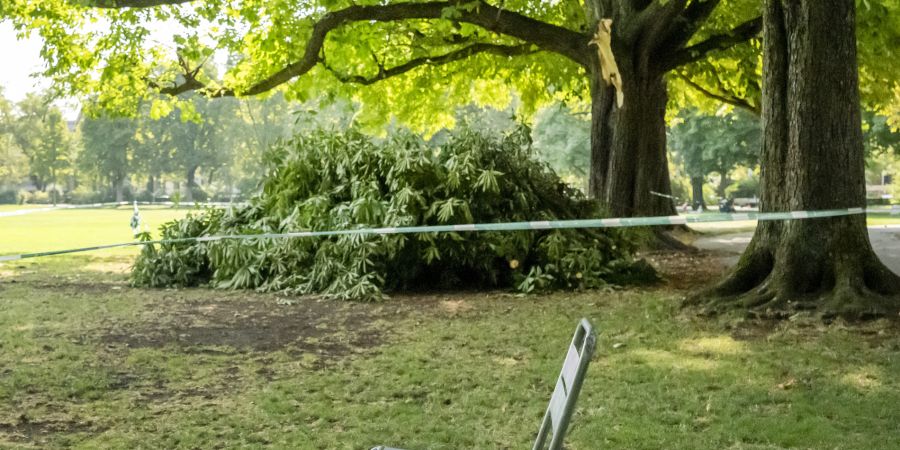 Baum Basel Fällung
