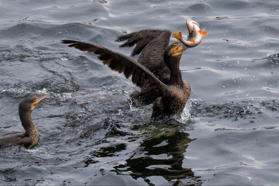 Kormoran