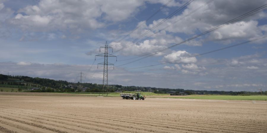 Im Thurgau sinkt die Zahl der Landwirtschaftsbetriebe weiter. Im Bild ein Chicorée-Feld bei Weinfelden. (Archivbild)