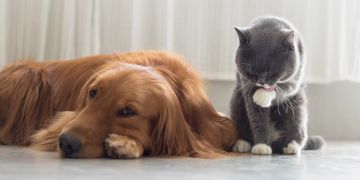 Hund und Katze