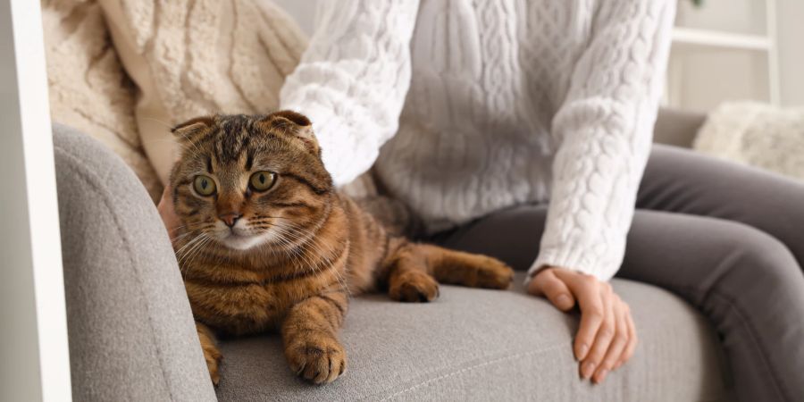 Katze auf dem Sofa, Frau im Hintergrund