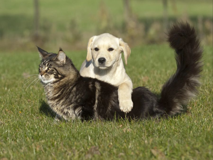 Hunde und Katzen sind zwar verschieden, aber sie können trotzdem gut befreundet sein.