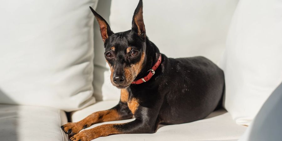 Hund auf Sofa