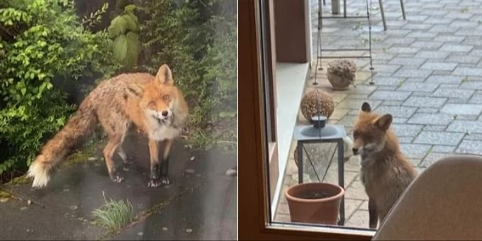Dies ist für eine Facebook-Userin aus Zürich kein einmaliges Erlebnis. Jeden Tag schleiche sich der Fuchs angeblich um ihr Haus. Fuchs