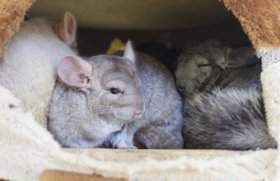 Chinchillas müssen mindestens zu zweit gehalten werden. Pflegen tun sie sich selbst, sie waschen sich im Sand. Unter keinen Umständen dürfen sie gebadet werden.