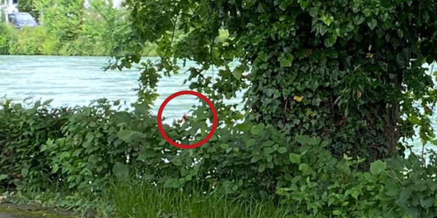 Ein Experte warnt die Berner vor dem Baden bei Hochwasser: Unter solchen Bedingungen könne es «schnell gefährlich» werden.