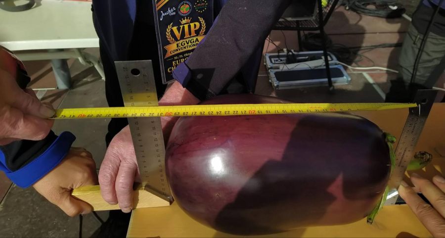 Mit 3,424 Kilogramm holte Wiesli den Titel für die schwerste Aubergine europaweit.
