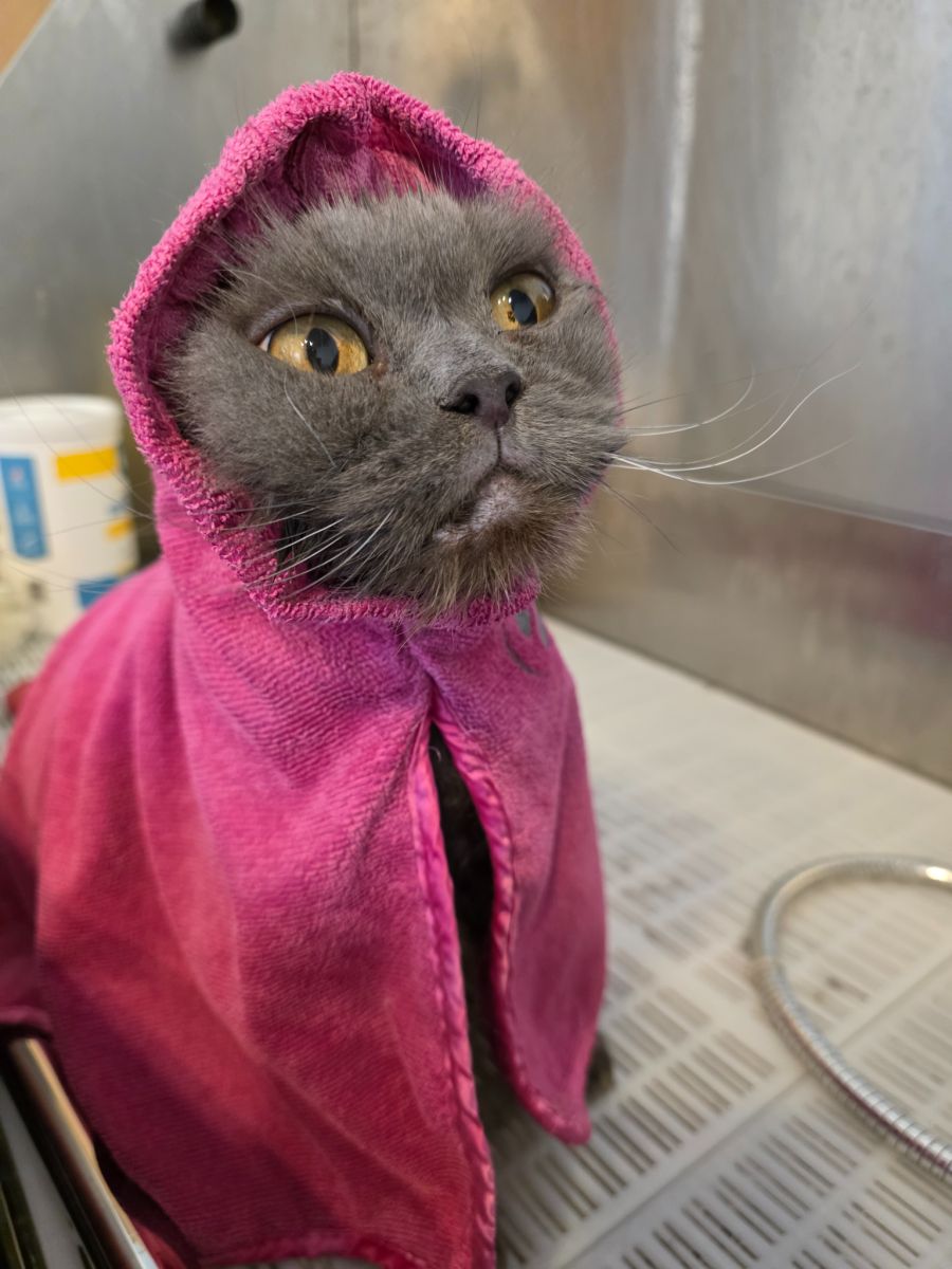 katze