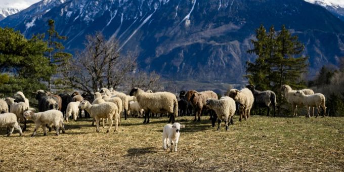 Ein Hund hat sich beim Spaziergang in ein Lamm verbissen und es leicht verletzt. (Symbolbild) lamm schafweide