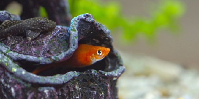 Fisch im Aquarium guckt aus Versteck hervor