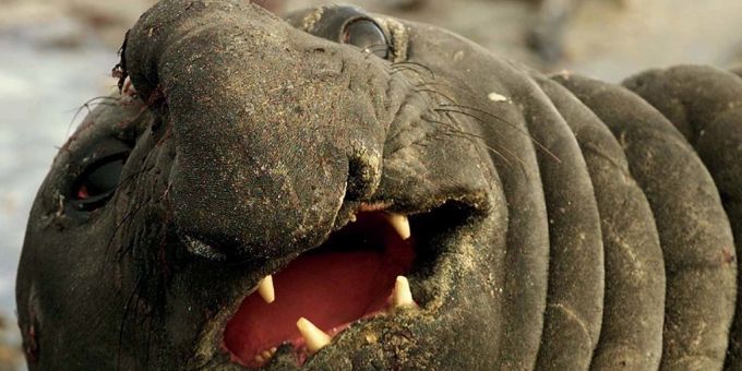 Ein See-Elefant – die Art ist aktuell von der Vogelgrippe betroffen. Elefant