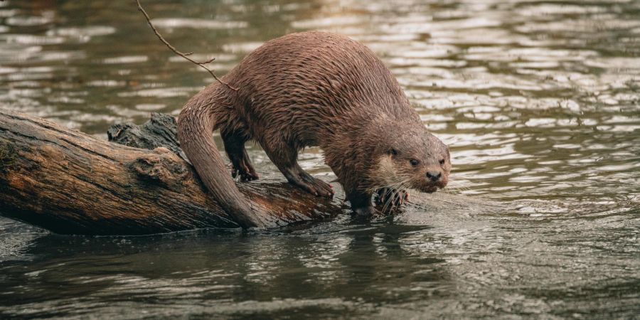 Otter