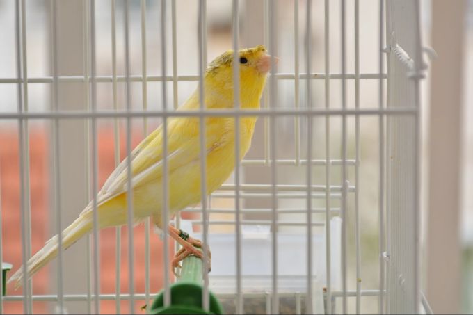 Die Vögel sollten genug Spielmöglichkeiten haben. Tierschutz