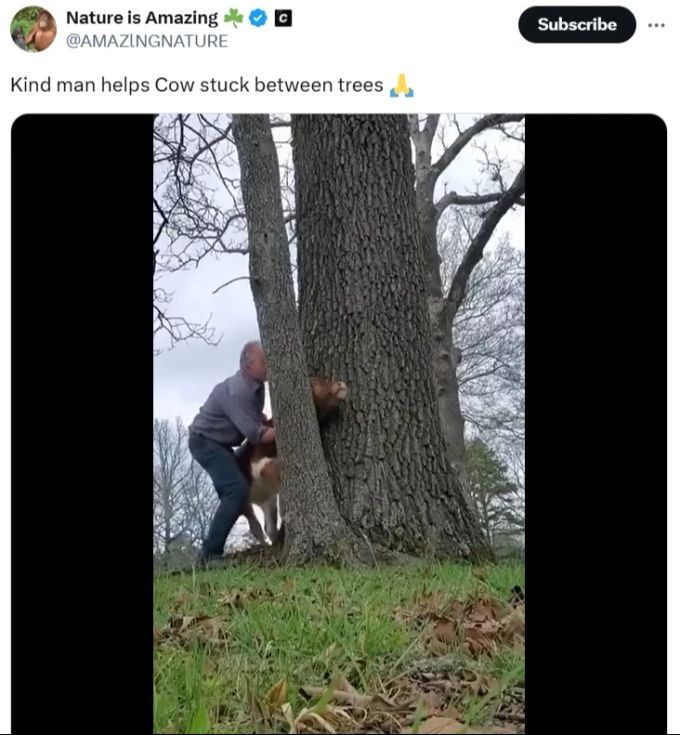 Ein Mann hat ein Kalb befreit, das mit dem Kopf in einem Baumspalt gefangen war. Kuh Baum
