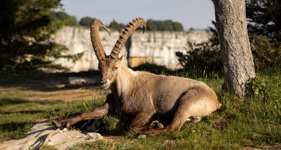 STeinbock