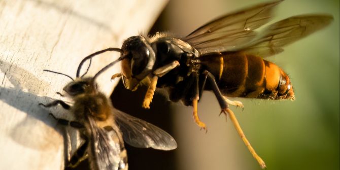 Vespa velutina