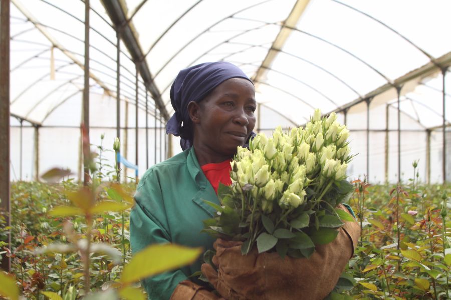 Frau Rosen Arbeiterin Plantation