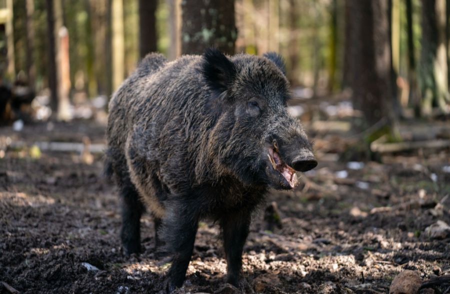 Im Kot von zwei Wildschweinen im Wallis und im Kanton Bern wurden mehr als 600 Mikroplastikpartikel pro Gramm gefunden. (Symbolbild)