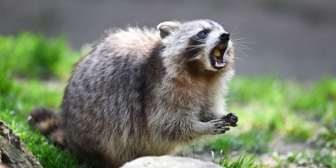 Waschbär