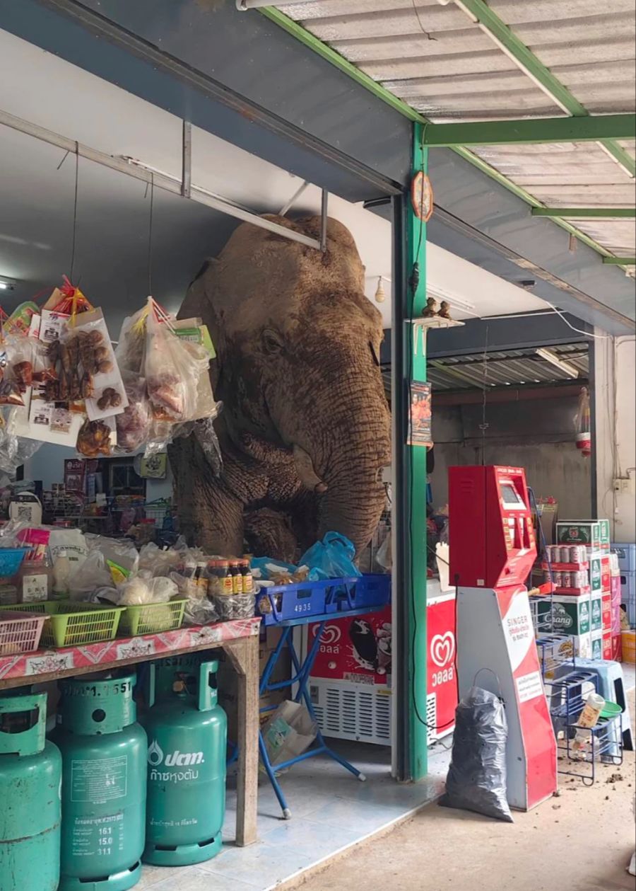 elefant supermarkt thailand