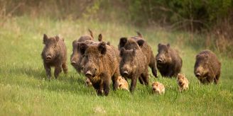 Niederbipp - Neugestaltung des Aengikreisels: Die Wildschweine sind los