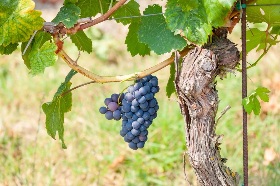 Wein