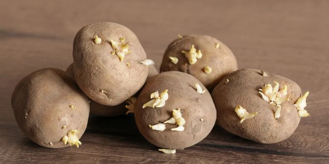 Gekeimte Kartoffeln