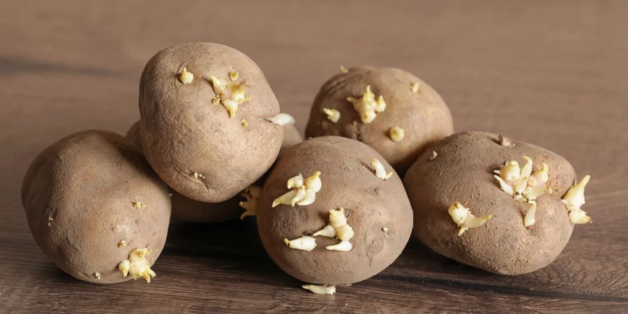 Gekeimte Kartoffeln