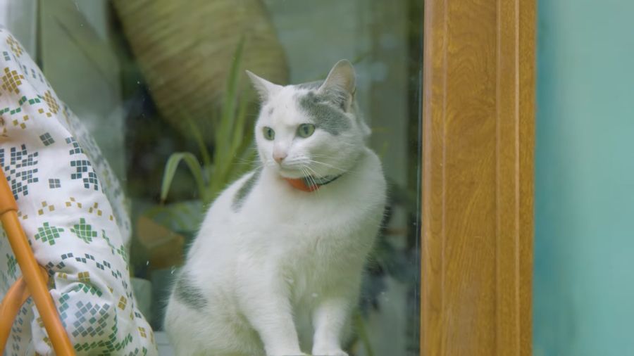 Katze Kiki