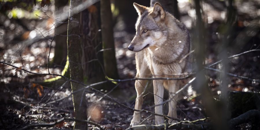 Wolf im Wald