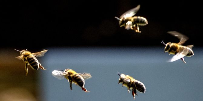 Bienen