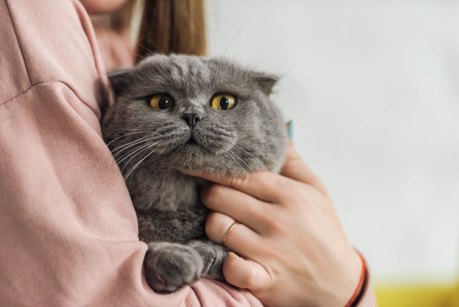 katzen fehler haltung