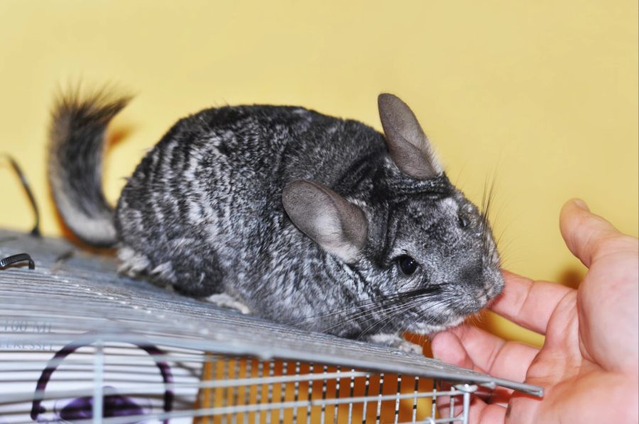 Chinchilla