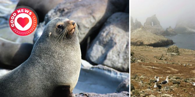 Robben Farallon-Islands