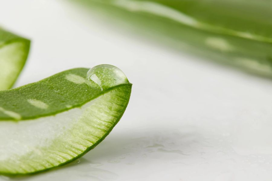 frische aloe vera