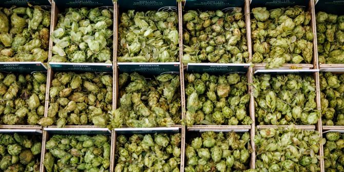 Hopfen