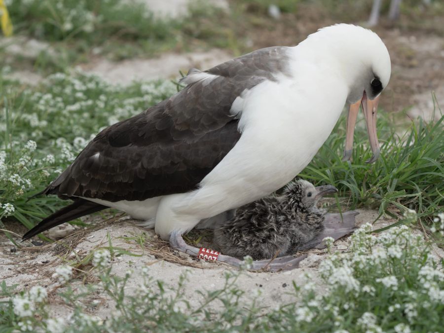 Nun ist das Albatros-weibchen nochmals Mutter geworden.